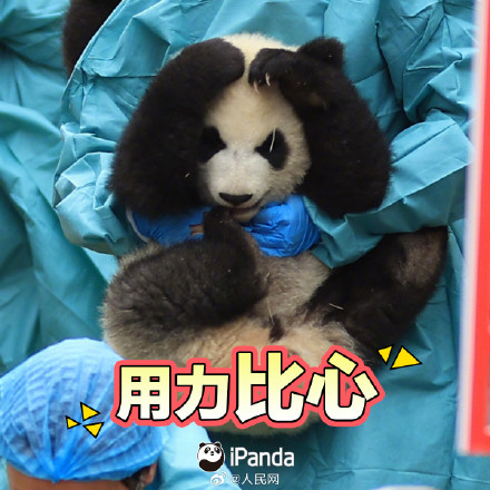 拜年啦！一键保存熊猫宝宝新春表情包