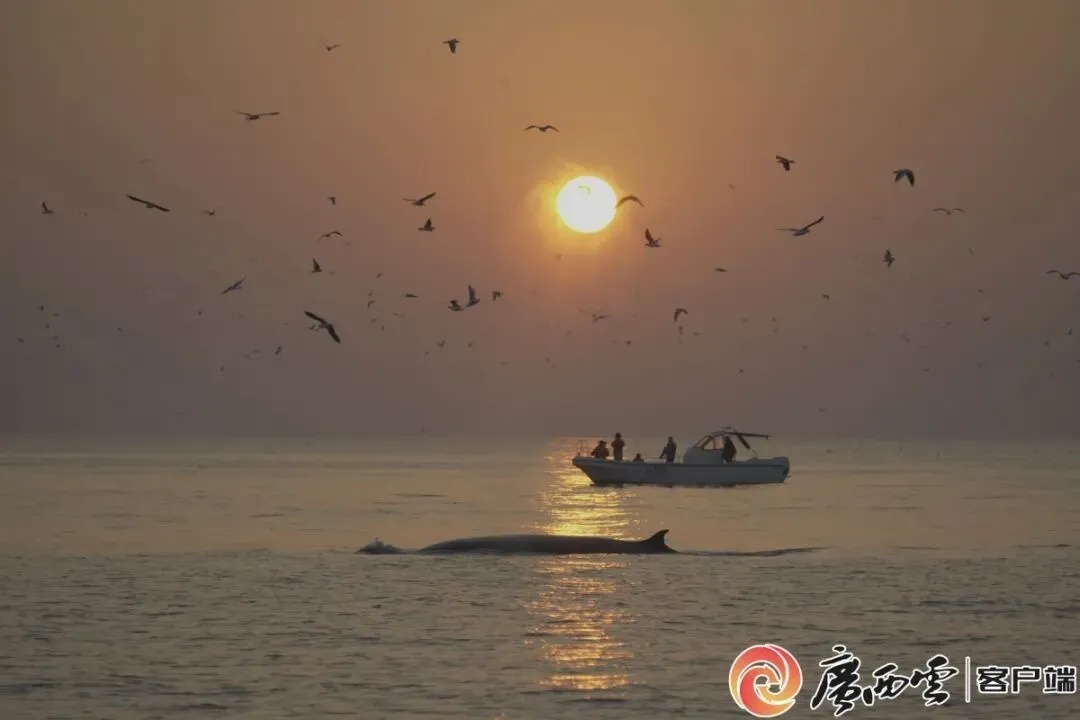 广西北海通报“网红鲸鱼遭渔船撞击”