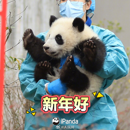 拜年啦！一键保存熊猫宝宝新春表情包