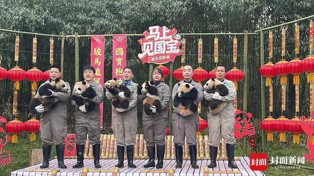 都到碗里来！30只大熊猫宝宝集体拜年，“强势大姐”带头，“安静萌妹”压轴