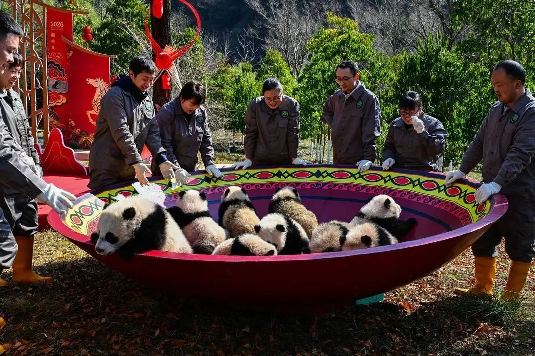都到碗里来！30只大熊猫宝宝集体拜年，“强势大姐”带头，“安静萌妹”压轴