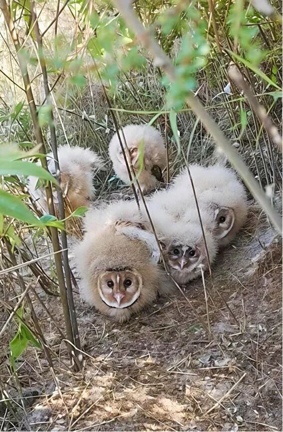 为了一窝“小毛球” ,村民决定推迟开荒15天! 为了一窝“小毛球” ,村民决定推迟开荒15天!