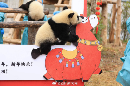 熊猫宝宝送上最萌新春祝福