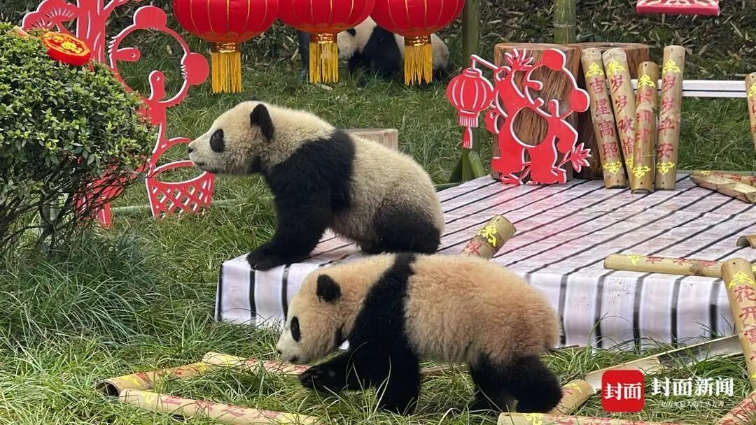 都到碗里来！30只大熊猫宝宝集体拜年，“强势大姐”带头，“安静萌妹”压轴