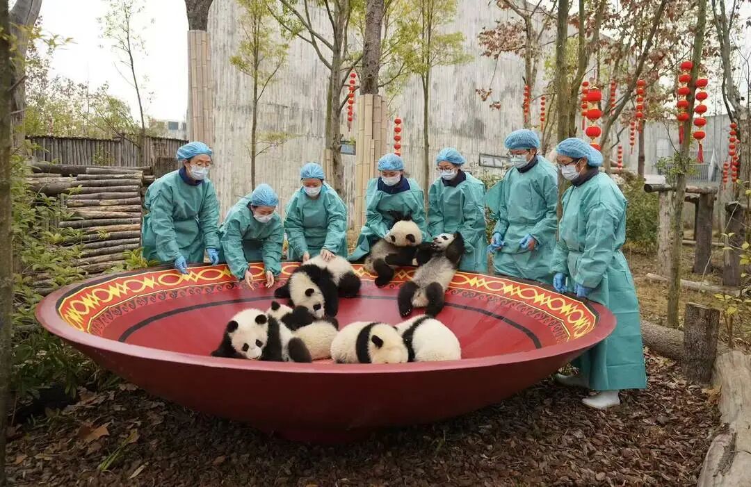 都到碗里来！30只大熊猫宝宝集体拜年，“强势大姐”带头，“安静萌妹”压轴