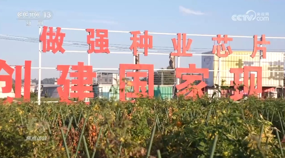 南菜北运丰富了“菜篮子” 鼓了“钱袋子”