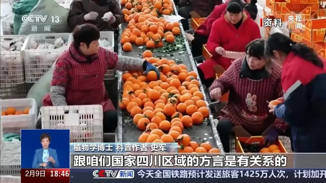 “pápá柑”“bābā柑”……到底咋读？网友吵翻
