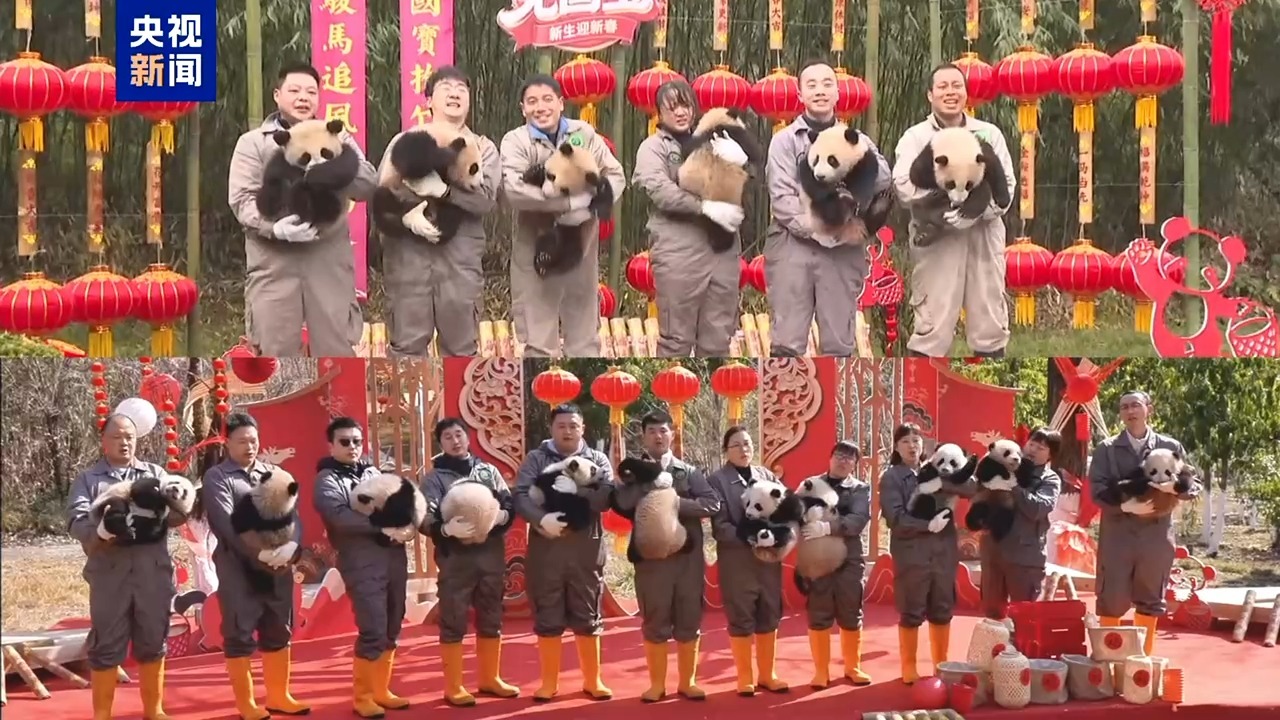 国宝天团出道 2025年新生大熊猫幼崽集体亮相 国宝天团出道 2025年新生大熊猫幼崽集体亮相