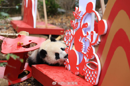 熊猫宝宝送上最萌新春祝福