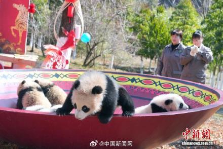 2025级大熊猫宝宝集体大拜年