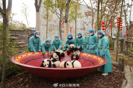 熊猫宝宝送上最萌新春祝福