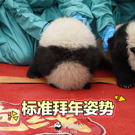 拜年啦！一键保存熊猫宝宝新春表情包