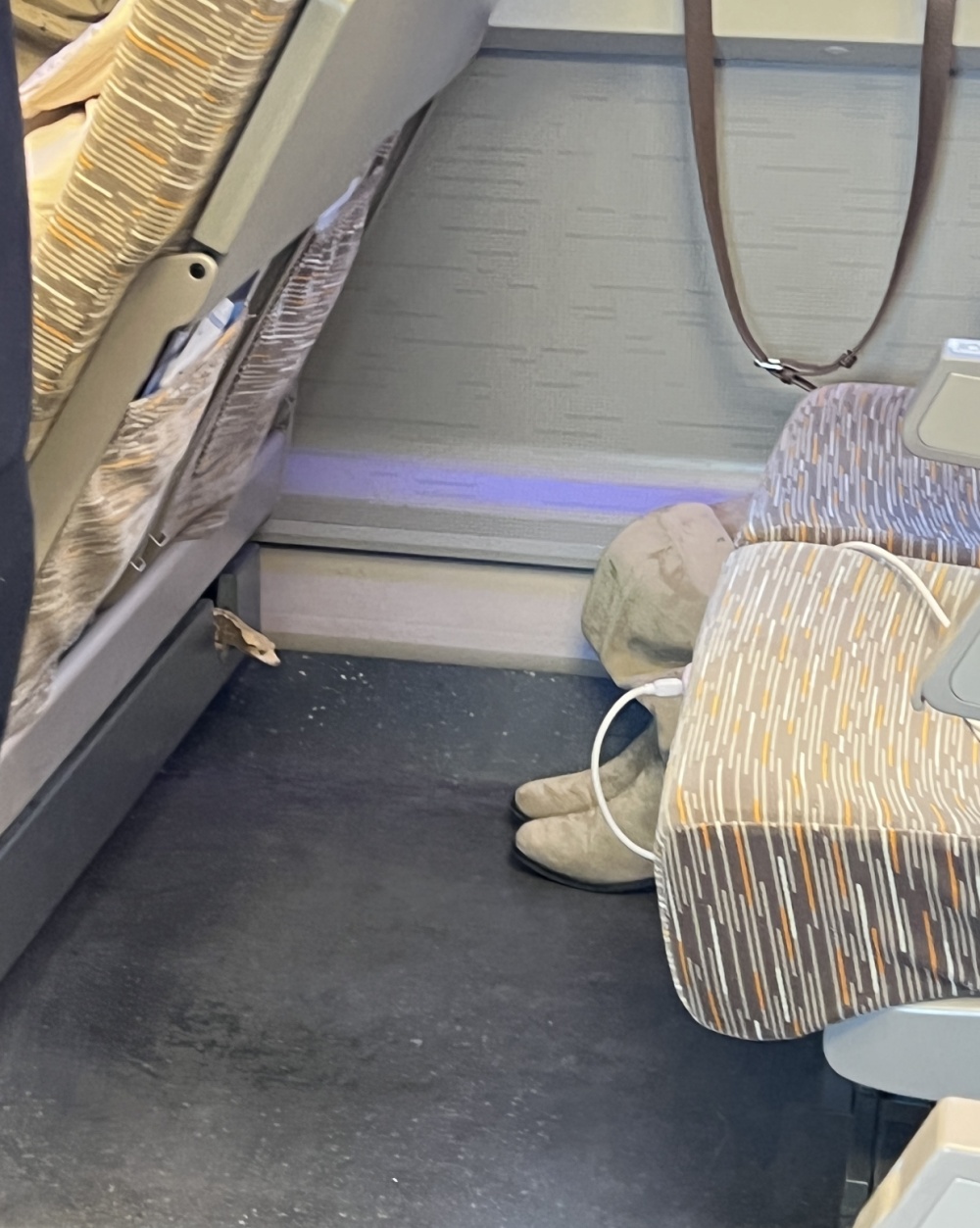 高铁座椅间隙钻出活蜥蜴，女子称“那一瞬间心跳都快停了”，铁路济南客运段回应