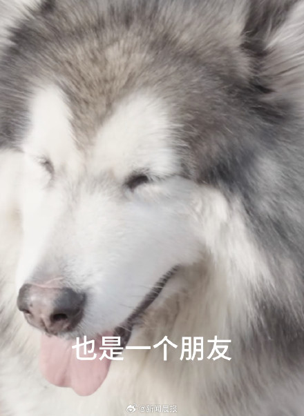 上海爷叔帮去世朋友养狗狗，看完泪目...网友：这个是托孤啊！