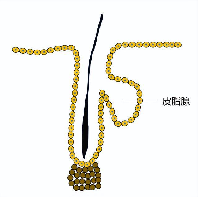 救命!头皮上抠出来的“白泥”到底是啥?会把头抠秃吗? 救命!头皮上抠出来的“白泥”到底是啥?会把头抠秃吗?