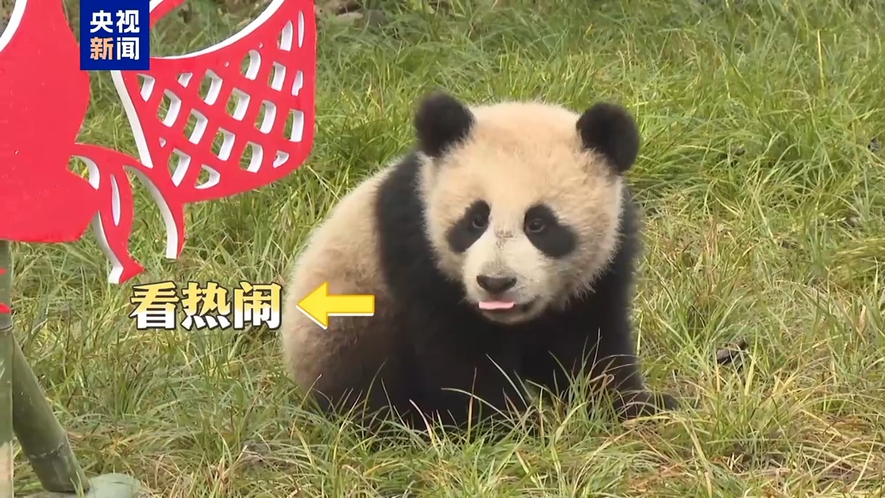 国宝天团出道 2025年新生大熊猫幼崽集体亮相 国宝天团出道 2025年新生大熊猫幼崽集体亮相