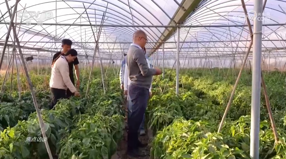 南菜北运丰富了“菜篮子” 鼓了“钱袋子”