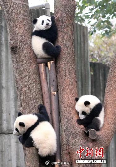 2025级大熊猫宝宝集体大拜年