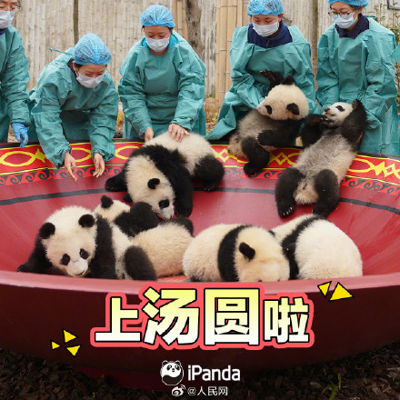 拜年啦！一键保存熊猫宝宝新春表情包
