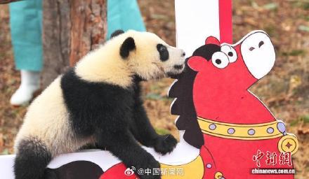 2025级大熊猫宝宝集体大拜年