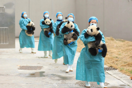 熊猫宝宝送上最萌新春祝福