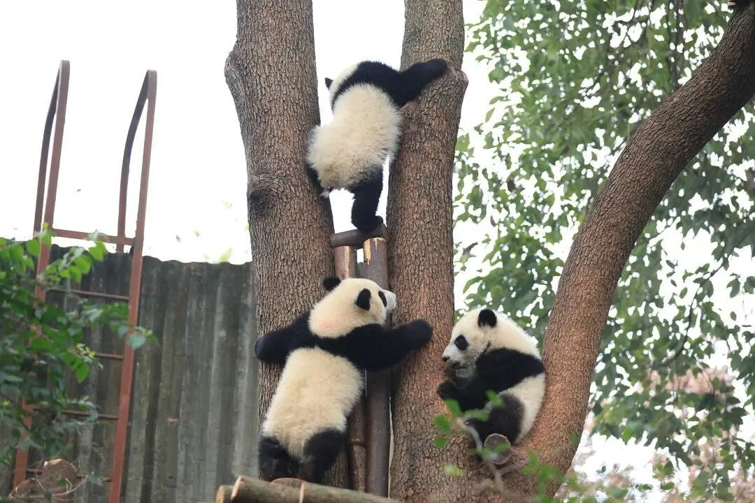都到碗里来！30只大熊猫宝宝集体拜年，“强势大姐”带头，“安静萌妹”压轴