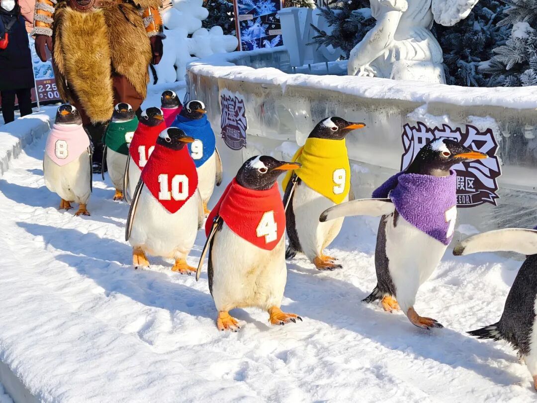 迎接马年春节，冰城景区放大招，年味直接拉满——