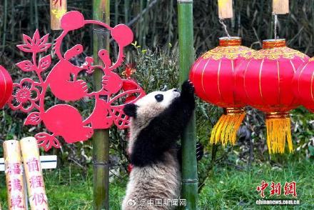 2025级大熊猫宝宝集体大拜年