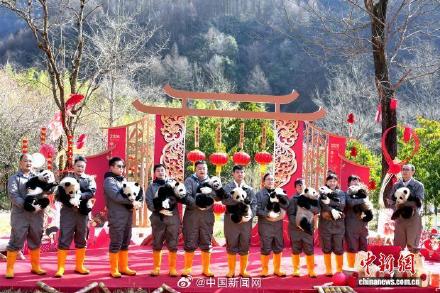 2025级大熊猫宝宝集体大拜年