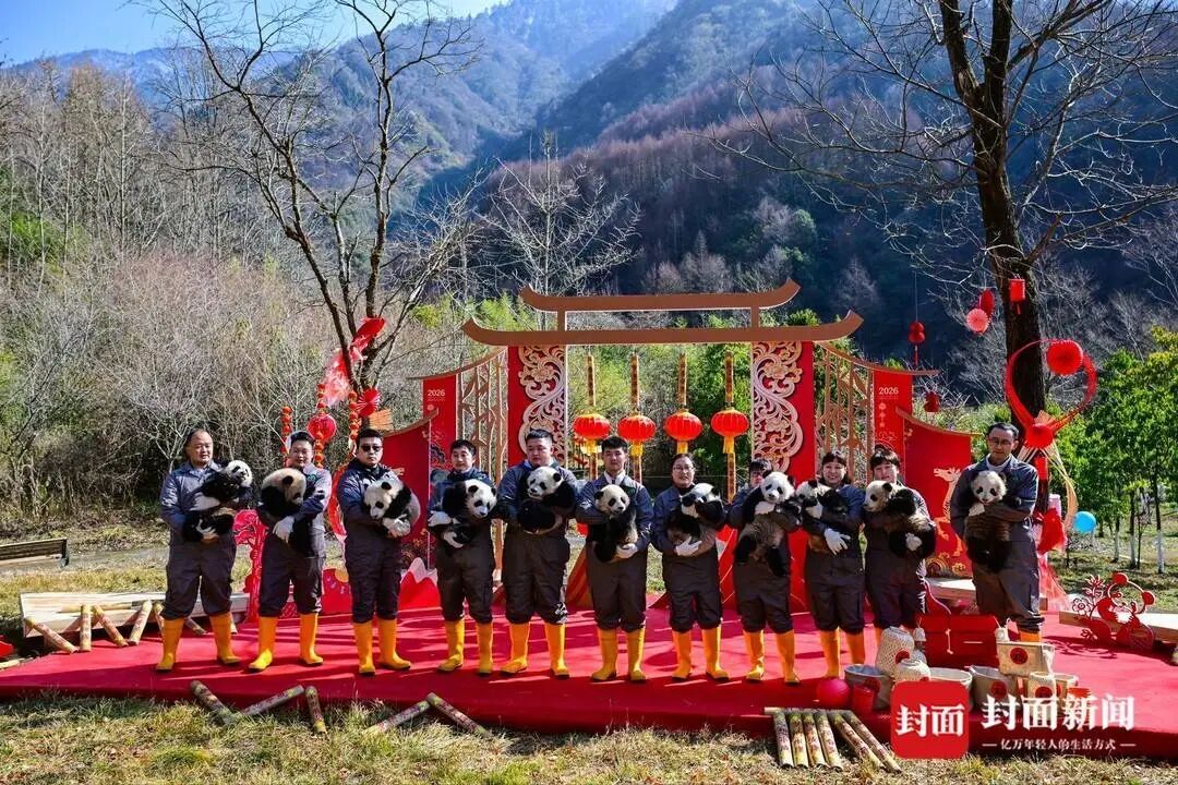 都到碗里来！30只大熊猫宝宝集体拜年，“强势大姐”带头，“安静萌妹”压轴