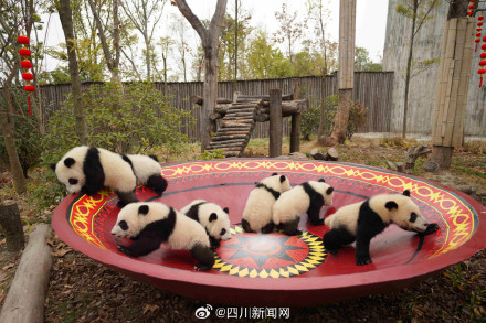 熊猫宝宝送上最萌新春祝福