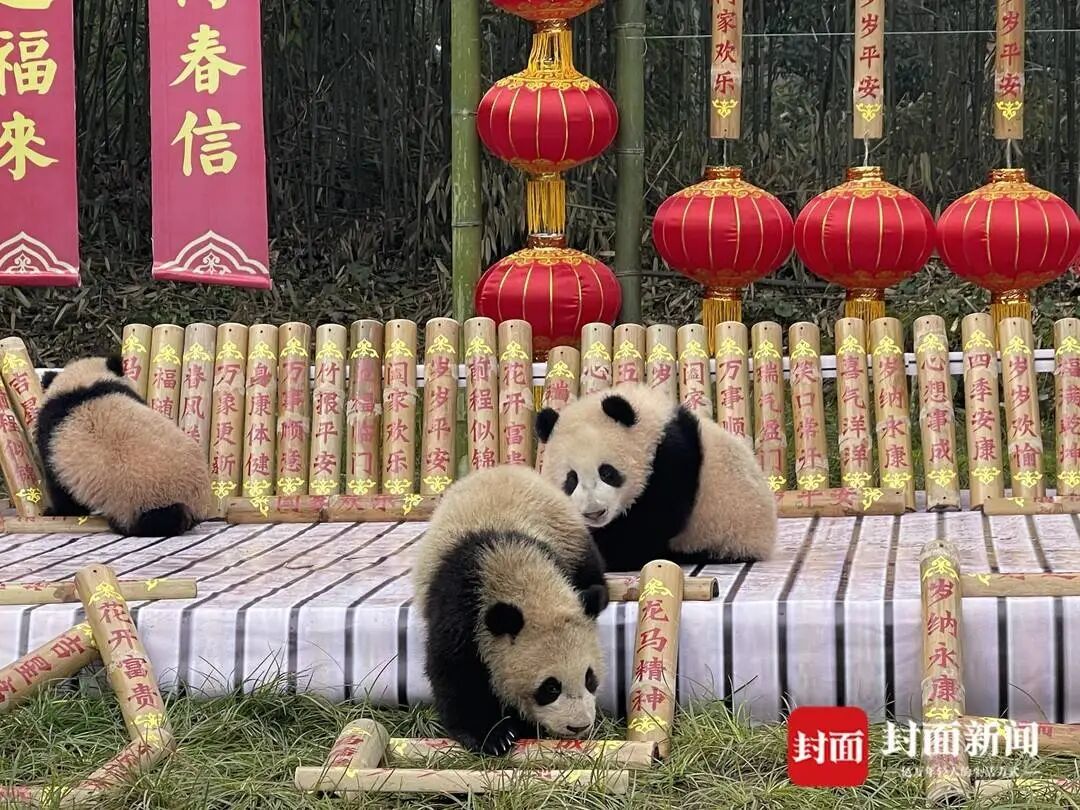 都到碗里来！30只大熊猫宝宝集体拜年，“强势大姐”带头，“安静萌妹”压轴
