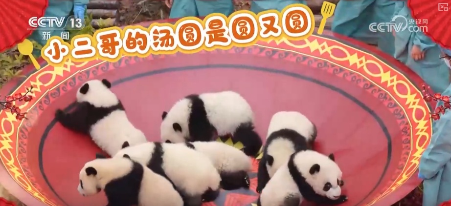 萌力报到！国宝大熊猫送上新春祝福