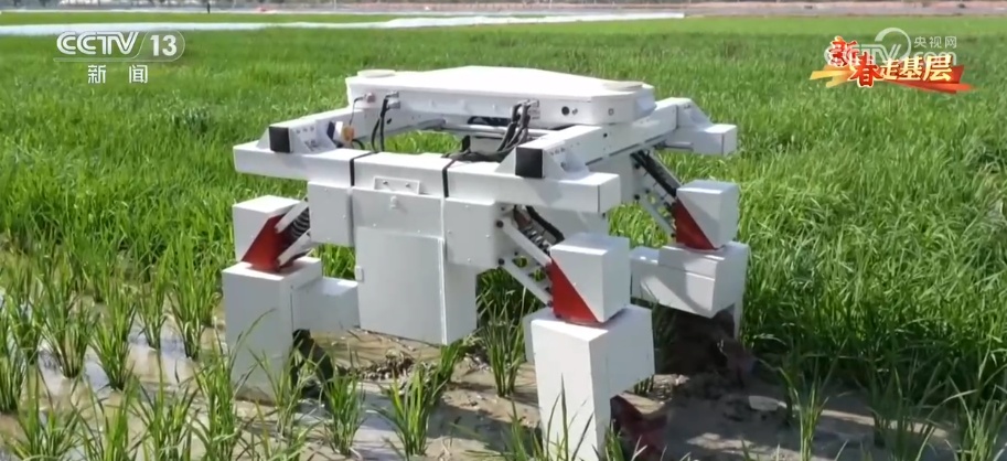 新春走基层 | 传统育种遇上AI 让农业更高效 丰收更可期