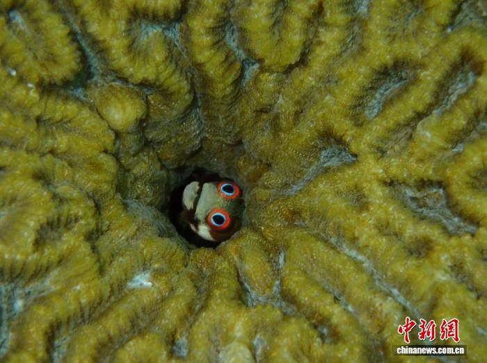 国际最新研究：珊瑚礁食物链较史前最多缩短70% 脆弱性正在增加