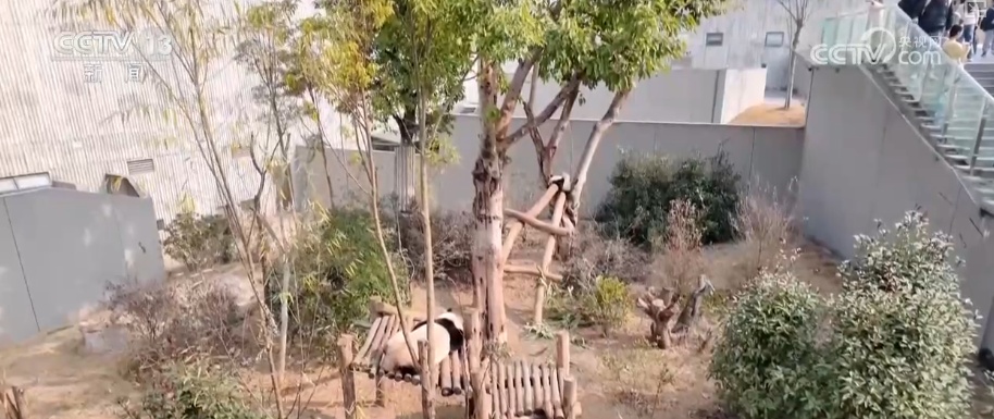 萌力报到！国宝大熊猫送上新春祝福