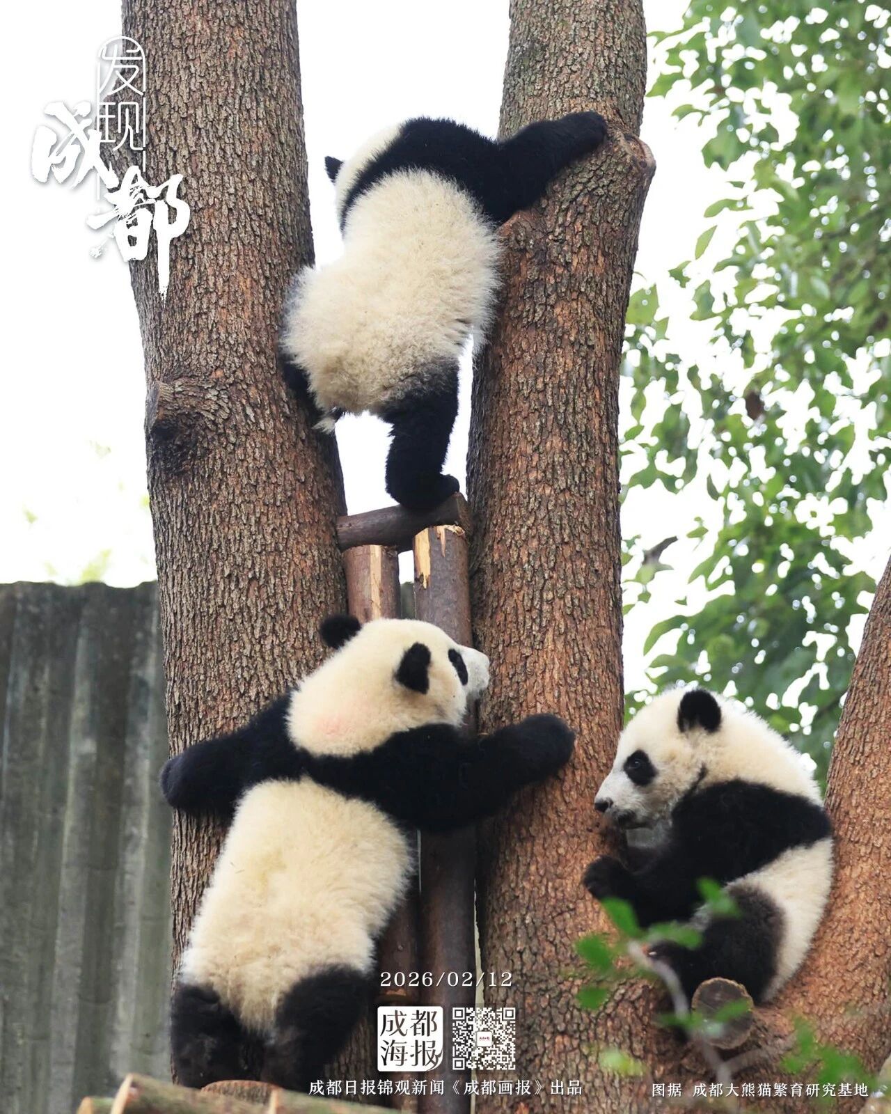 30只新生熊猫宝宝迎新春！