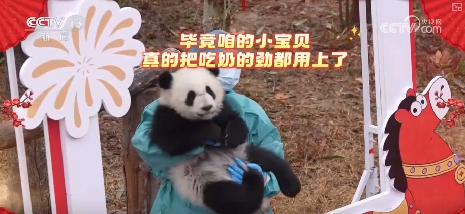 萌力报到！国宝大熊猫送上新春祝福