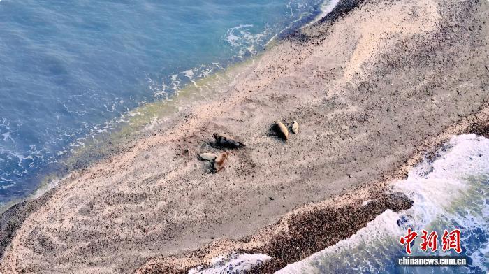 中国首次捕捉到辽东湾斑海豹种群在陆域繁衍影像 中国首次捕捉到辽东湾斑海豹种群在陆域繁衍影像