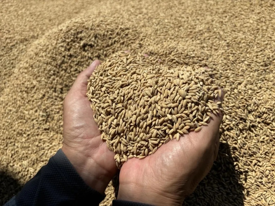 带鱼、黄瓜、萝卜、白菜、葡萄……为何天津人只认“本地”产? 带鱼、黄瓜、萝卜、白菜、葡萄……为何天津人只认“本地”产?