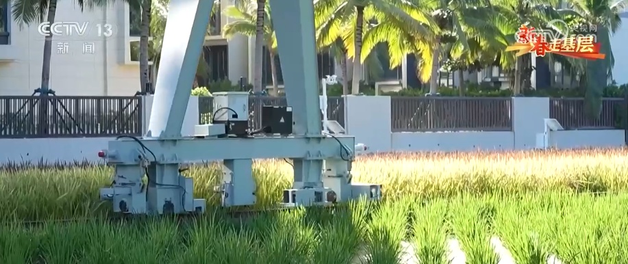 新春走基层 | 传统育种遇上AI 让农业更高效 丰收更可期