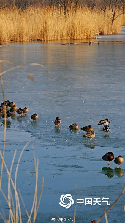 北京暖意渐浓奥森冰层逐渐消融