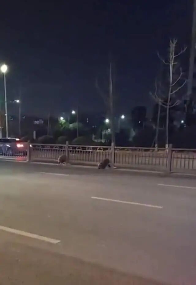两只野猪在街上转悠，过马路时卡在了护栏上，当地民警：打了麻醉枪后拖走了