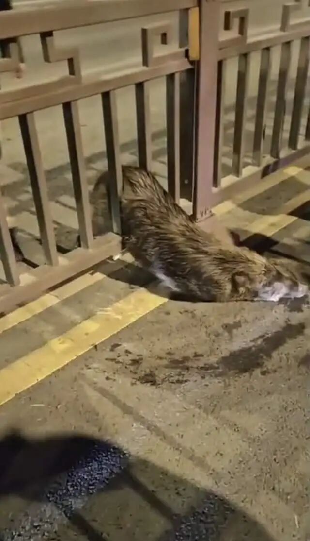 两只野猪在街上转悠，过马路时卡在了护栏上，当地民警：打了麻醉枪后拖走了