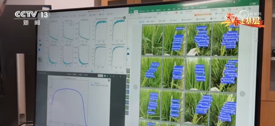 新春走基层 | 传统育种遇上AI 让农业更高效 丰收更可期