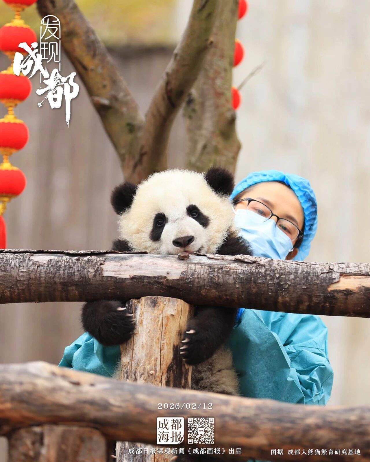 30只新生熊猫宝宝迎新春！