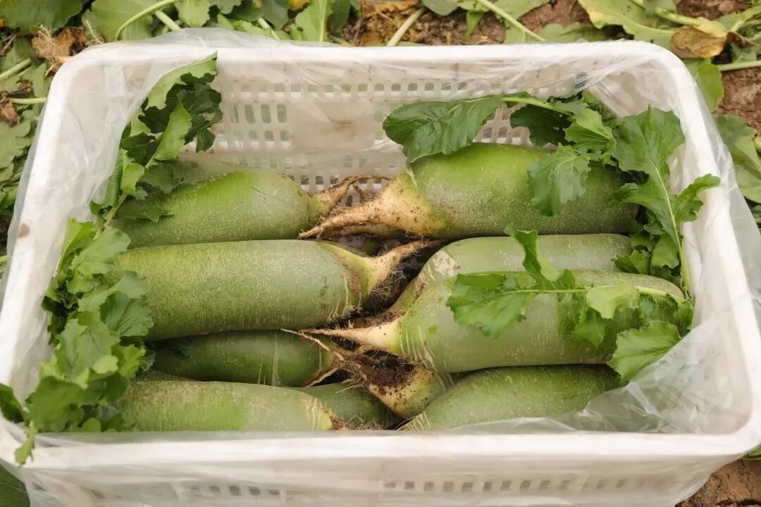 带鱼、黄瓜、萝卜、白菜、葡萄……为何天津人只认“本地”产? 带鱼、黄瓜、萝卜、白菜、葡萄……为何天津人只认“本地”产?