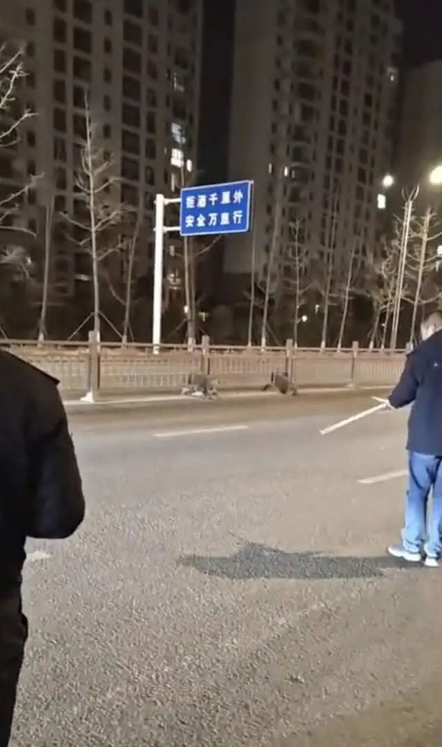 两只野猪在街上转悠，过马路时卡在了护栏上，当地民警：打了麻醉枪后拖走了