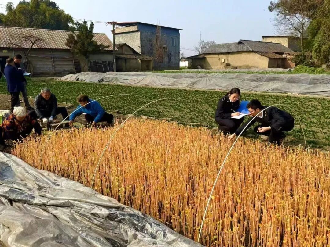 从成都到加拿大多伦多,折耳根出息了!“是国外消费者点名要吃的” 从成都到加拿大多伦多,折耳根出息了!“是国外消费者点名要吃的”