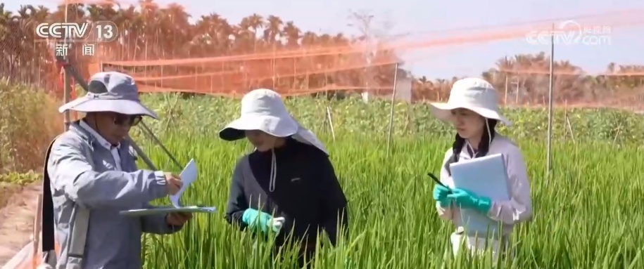 新春走基层 | 传统育种遇上AI 让农业更高效 丰收更可期